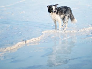 Postal: Perro caminando sobre el hielo