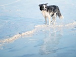 Perro caminando sobre el hielo