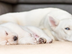 Postal: Perros blancos descansando