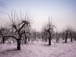 Manzanos en invierno