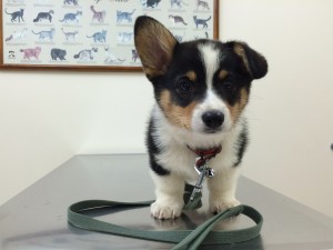 Postal: Un amoroso cachorro visitando al veterinario