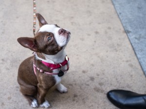 Postal: Perrito escuchando con atención a su dueño