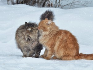 Cariños gatos en la nieve