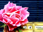 Una rosa para el 14 de febrero "Día de San Valentín"