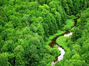 Postal: Río en un bosque verde