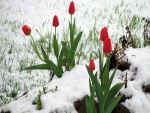 Tulipanes rojos en la nieve