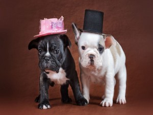 Cachorros de bulldog con unos graciosos sombreros