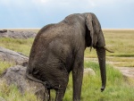 Elefante sentado en una roca