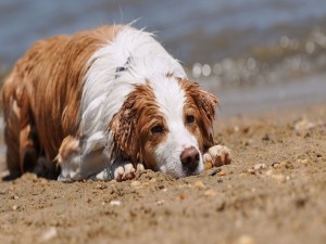 Postal: Perro mojado descansando dobre la arena de una playa