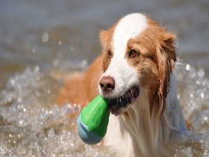 Postal: Perro en el agua con su juguete
