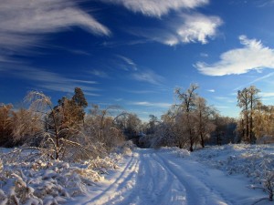 Postal: Un camino cubierto de nieve