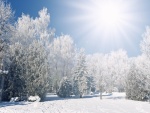 Un brillante sol sobre un parque cubierto de nieve