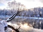 Árbol cubierto de nieve reflejado en un río
