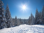 El sol brillando sobre un camino cubierto de nieve