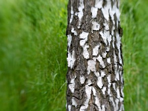 Postal: Corteza y tronco de un árbol