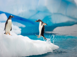 Pingüino saltando hacia el hielo