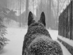 Perro negro cubierto de blanca nieve
