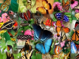 Coloridas mariposas