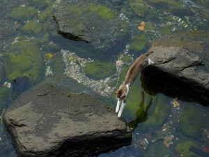 Gato saltando por las rocas de un río