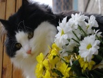 Gato impresionado por unas flores