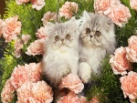 Gatos entre los claveles rosas de un jardín