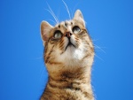 Un gato mirando hacia arriba