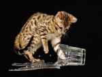 Gatito derramando el agua de un vaso