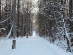 Camino entre árboles invernales
