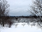 Pequeños y grandes árboles sobre la nieve