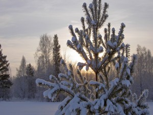 Sol tras un pino cubierto de nieve