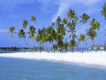 Verdes palmeras sobre la arena de una playa