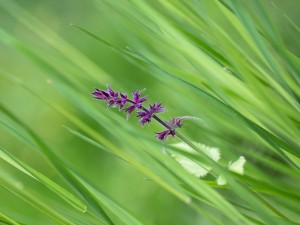 Postal: Una flor púrpura entre las briznas de hierba