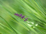 Una flor púrpura entre las briznas de hierba