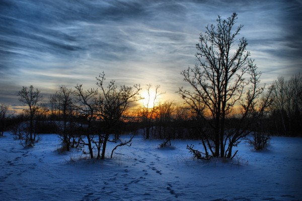 Árboles sobre la nieve al amanecer