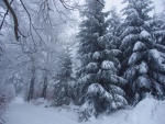 Señalización en el tronco de un árbol cubierto de nieve