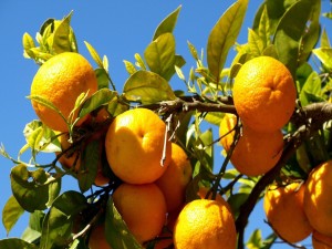 Postal: Naranjas en las ramas del árbol