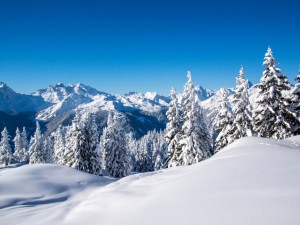 Postal: Cielo azul sobre unas montañas y pinos cubiertos de nieve
