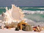 Estrella de mar, erizos y caracolas sobre la arena