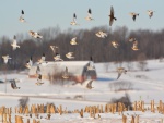 Grupo de aves volando sobre la nieve