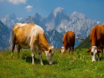 Vacas pastando en los Alpes