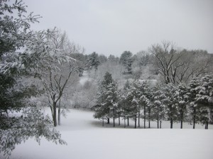 Arboleda cubierta de nieve