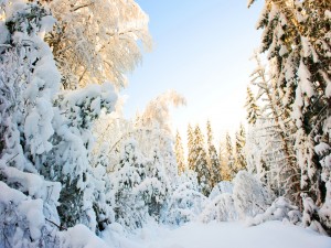 Postal: Nieve en los pinos