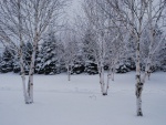 Árboles y pinos sobre la nieve