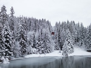 Postal: Cabaña entre los pinos nevados