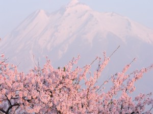 Postal: Cerezos en flor y una gran montaña