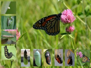 Ciclo de vida de un mariposa monarca