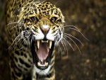 Jaguar mostrando los colmillos
