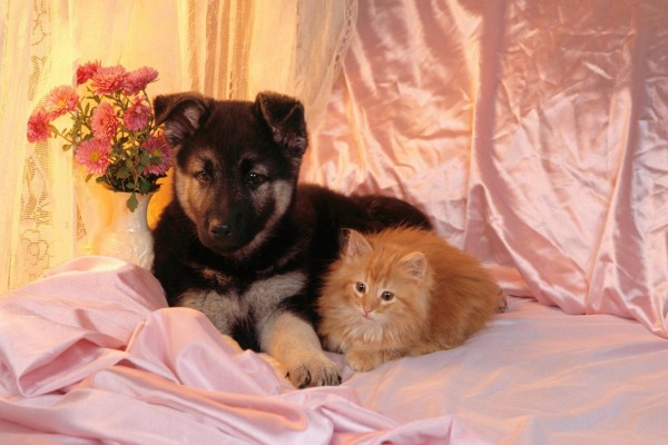 Perro y gato juntos en una cama