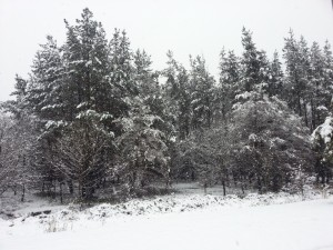 Árboles con nieve