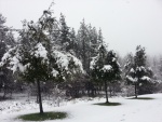 Nieve cayendo sobre los árboles